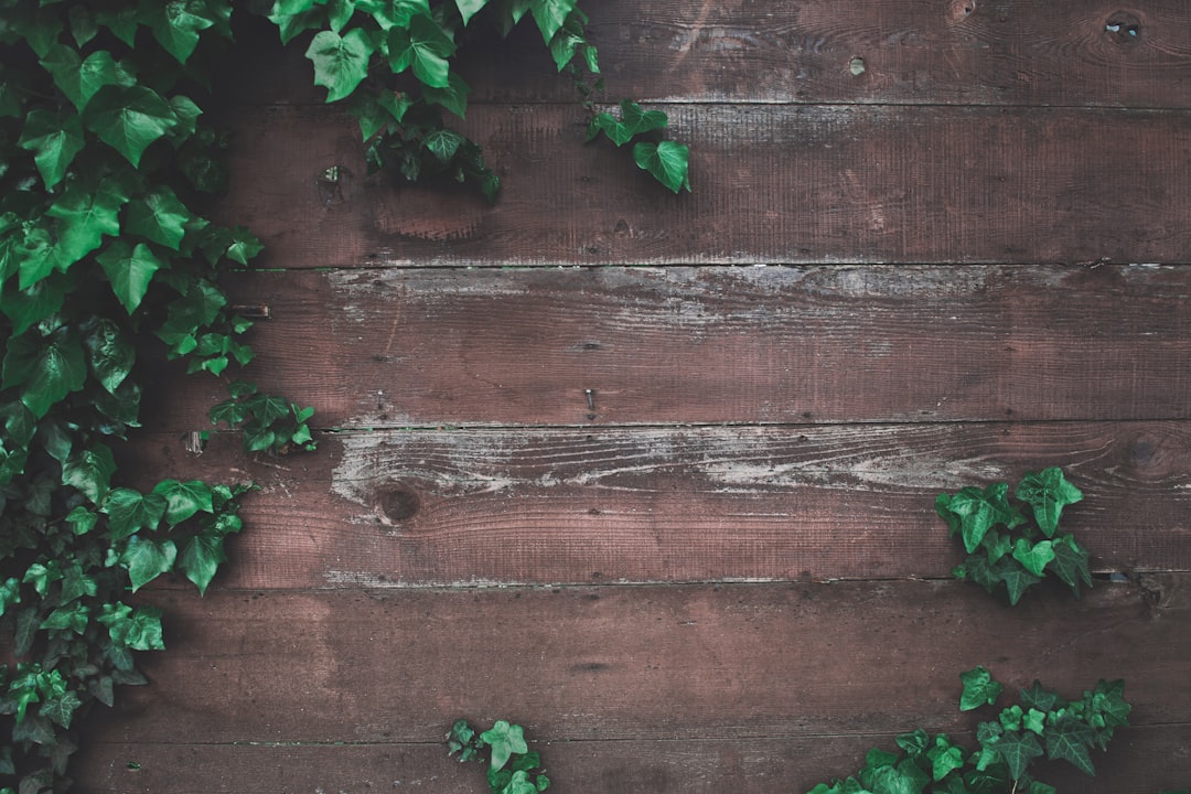green vine plant beside wall