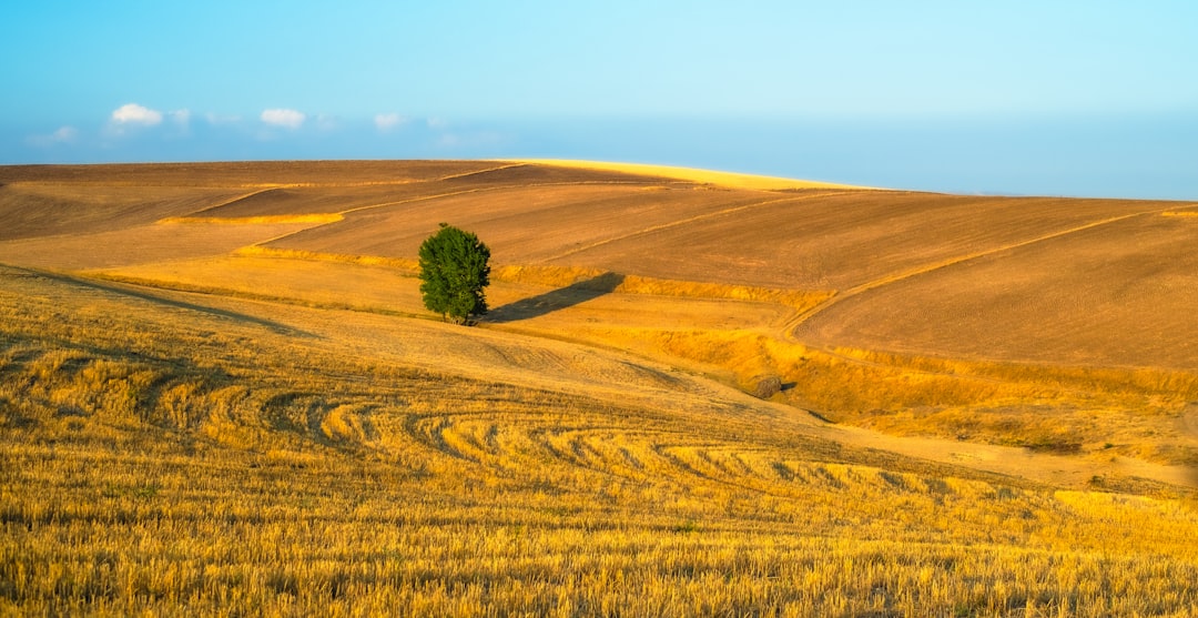 a lone tree in the middle of a field