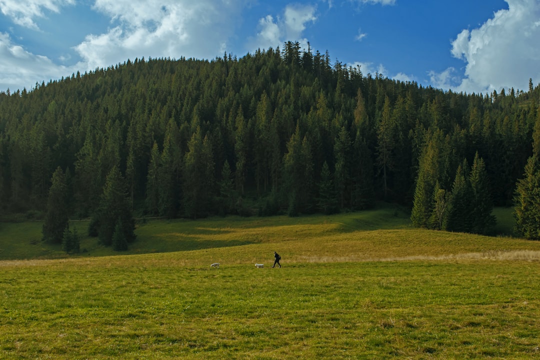green grass field with trees under blue sky during daytime