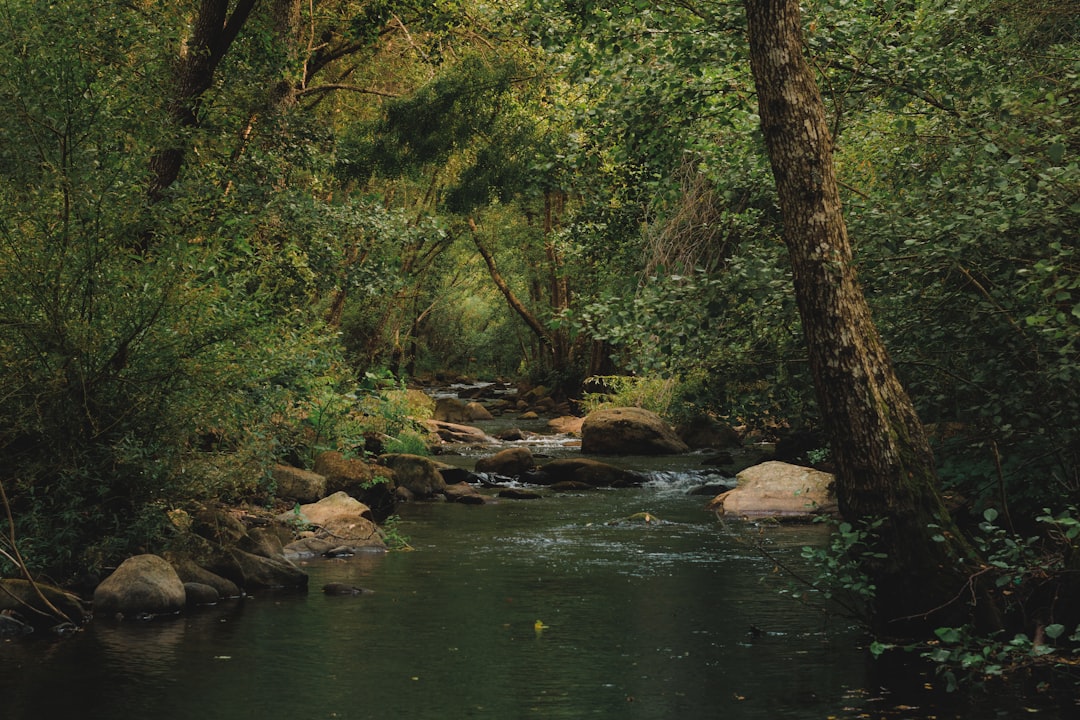 a stream running through a lush green forest