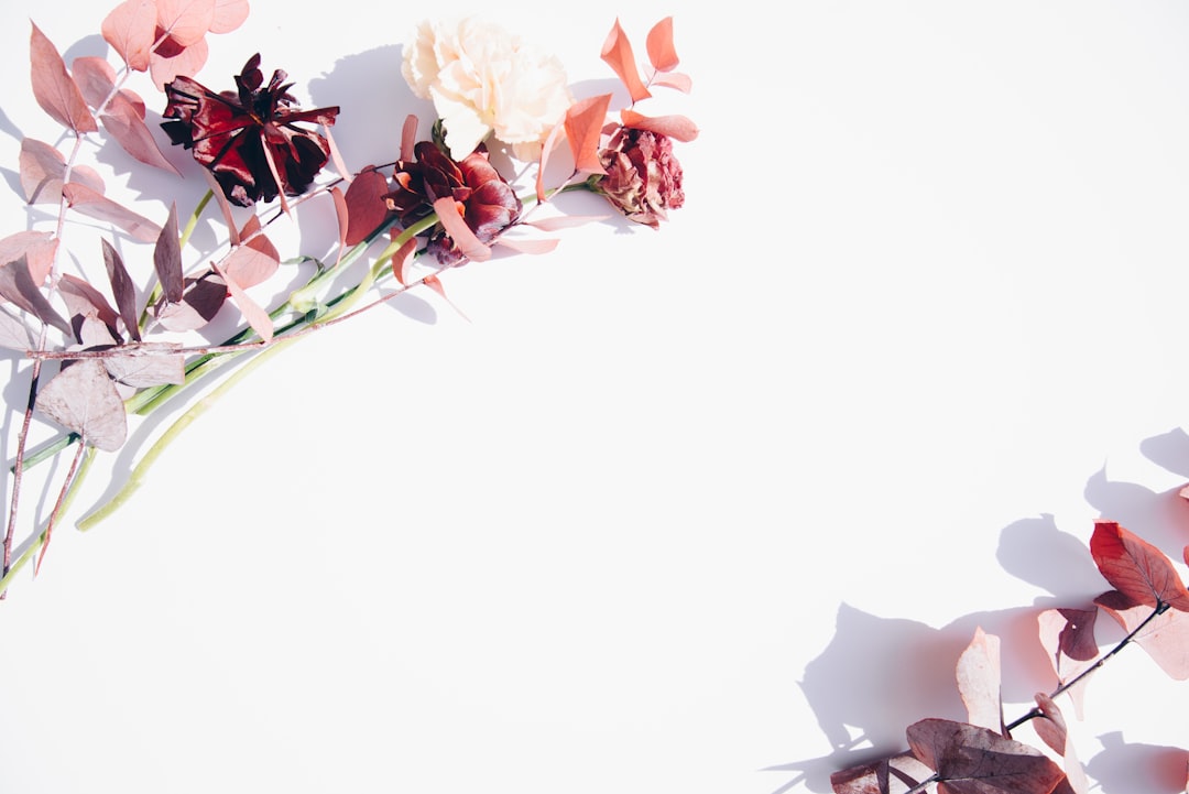 dried red and cream flowers on white