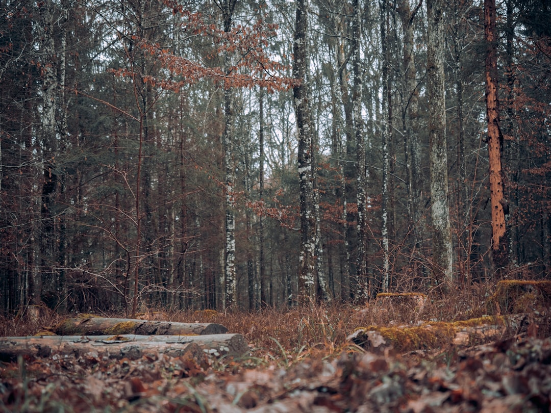 a forest of trees
