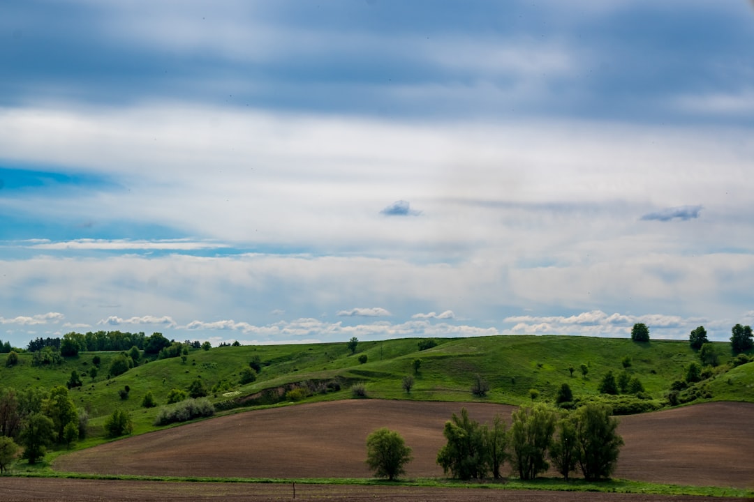 a field with trees and a hill in the background