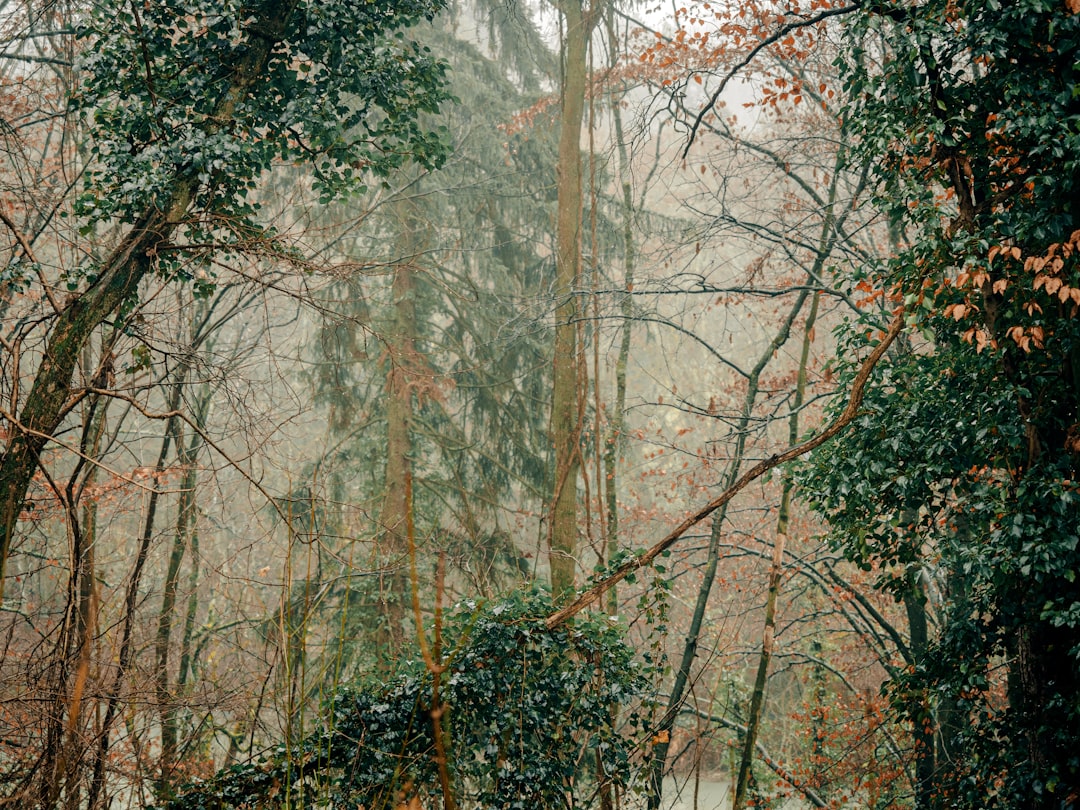 a forest with trees