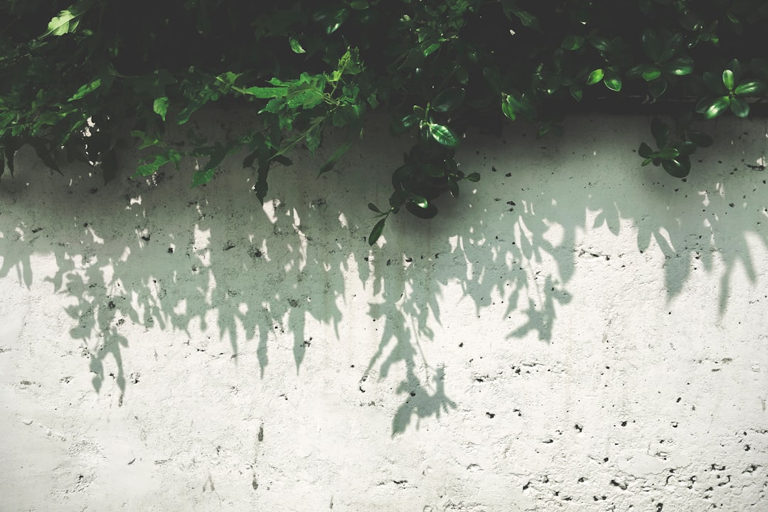 green leaf plant on white wall at daytime