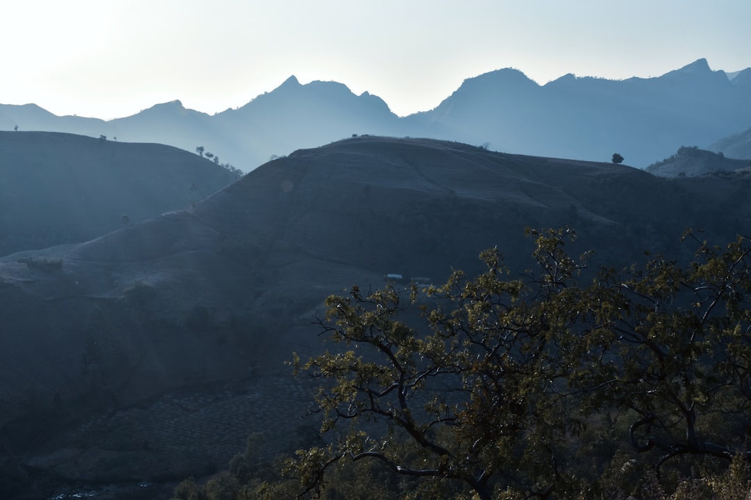 a view of a mountain range with a tree in the foreground