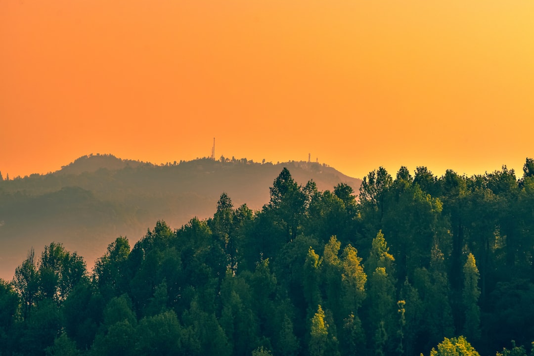green trees on mountain during daytime