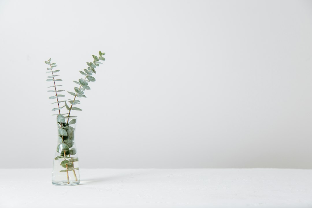 Two eucalyptus stems in a clear glass vase on a white surface