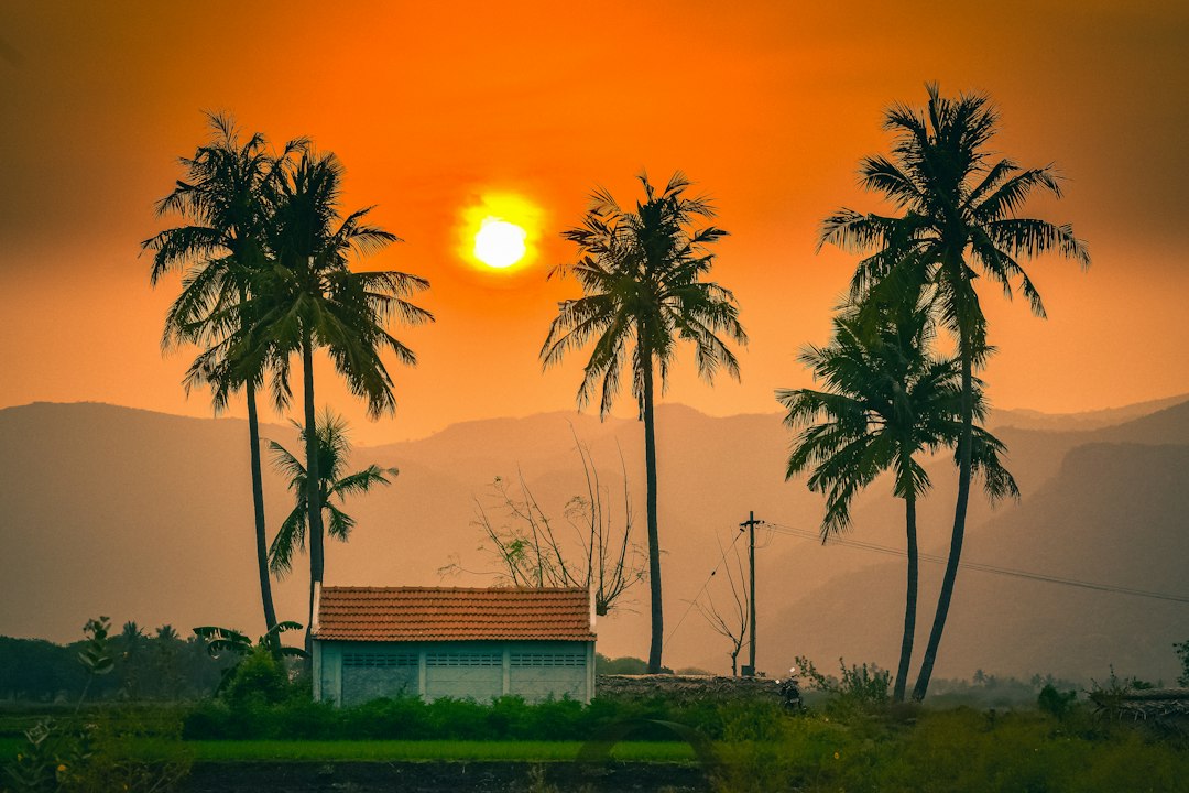 the sun is setting behind palm trees in a tropical setting